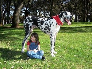 Gibson World's Tallest Dog