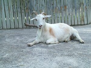 Goat Eating Potatoes