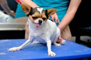 Grooming a Chihuahua