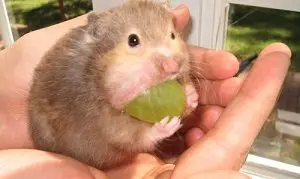 Hamster and Grapes
