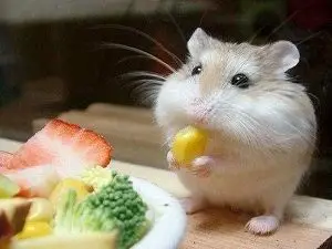 Hamster Diet