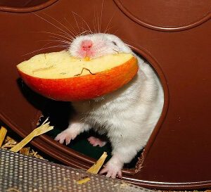 Hamster Eating Apple