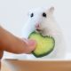 Hamster Eating Cucumber