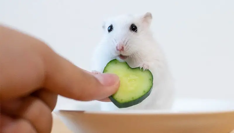 Hamster Eating Cucumber