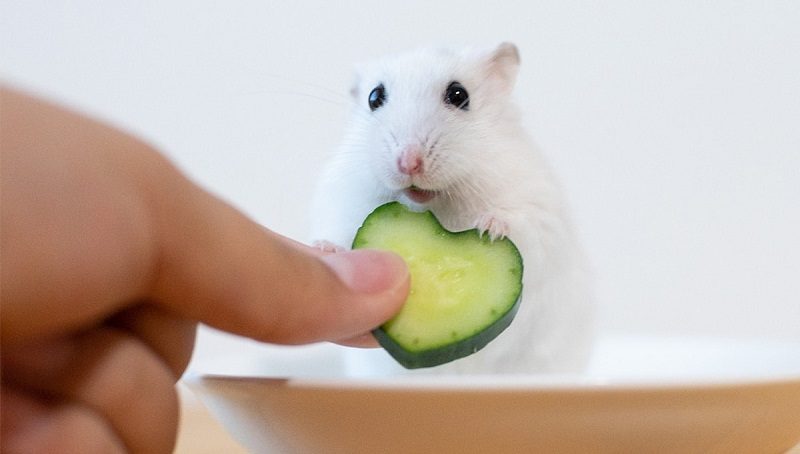 What Do Hamsters Eat - Foods They Actually Enjoy 2 Hamster Eating Cucumber