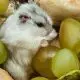 Hamster Eating Grapes