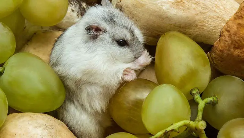 Hamster Eating Grapes