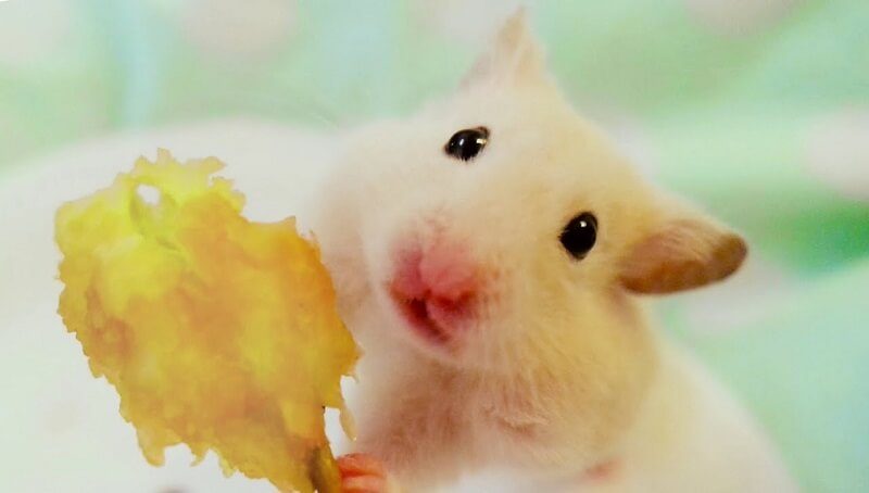 Can Hamsters Eat Apples? 2 Hamsters and Apples