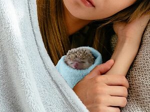 Hedgehog Getting Better
