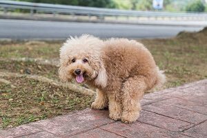 Help Your Dog Poop