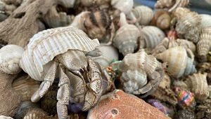 Hermit Crab Names