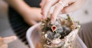 How to Feed a Baby Bird