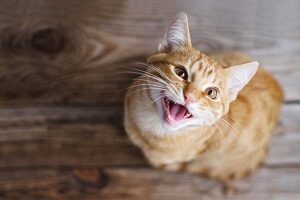 Hungry Cat Meowing