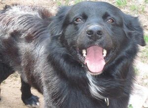 Lab Chow Mix