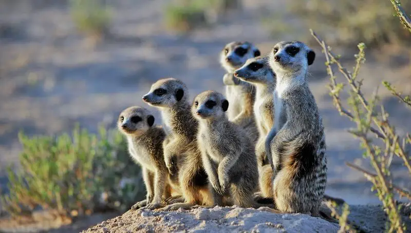 Meerkat as a Pet