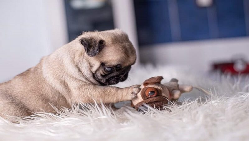 Miniature Pug Facts