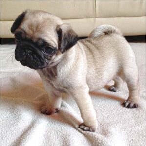 Miniature Pugs for Sale