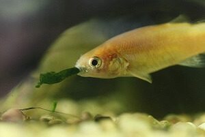 Minnow Eating Algae