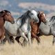 Mustang Horse Names