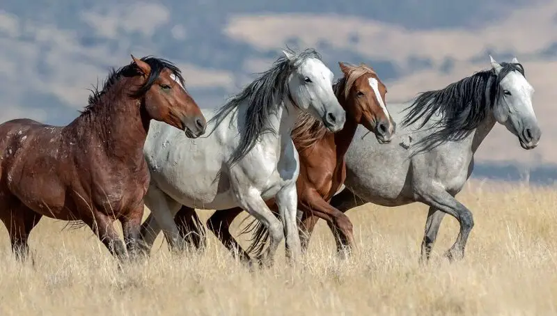 Mustang Horse Names
