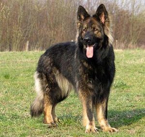 Old German Shepherd