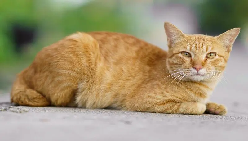 Orange Tabby Cats