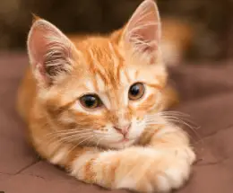 Orange Tabby Kitty