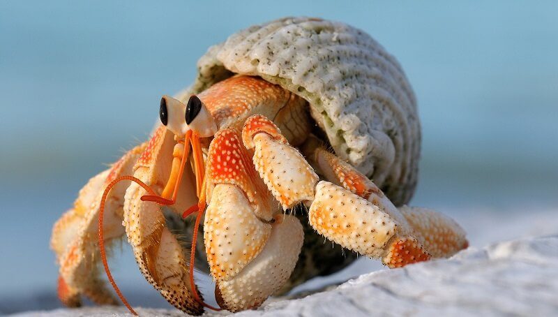 Popular Hermit Crabs