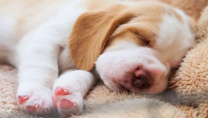 Puppy Breathing Heavily Sleeping