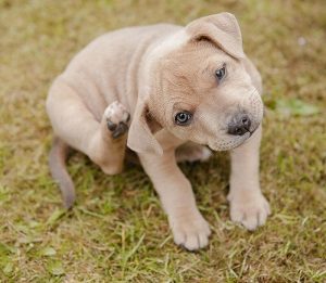 Puppy Scratching