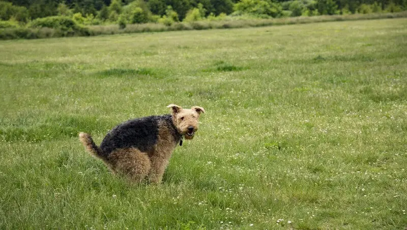 Remedies for Dog to Poop