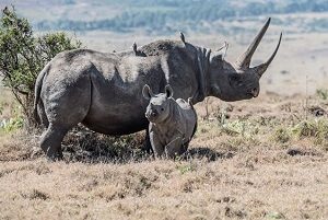 Rhino and Calf