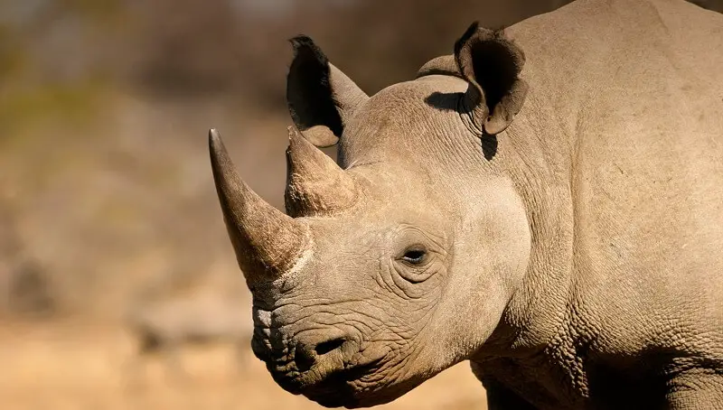 Rhinoceros Dangerous