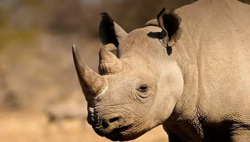 Are Rhinos Dangerous? - Petculiars