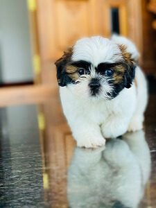 Shih Tzu Pup