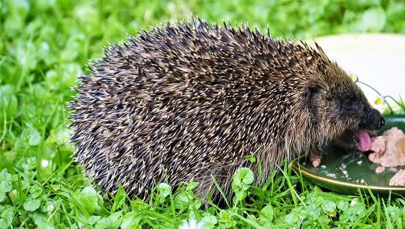 Sick Hedgehog signs