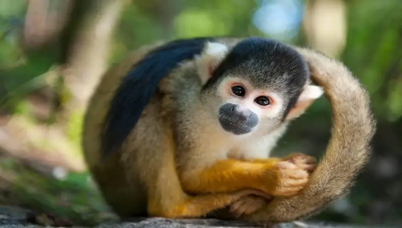 Squirrel Monkey Pet