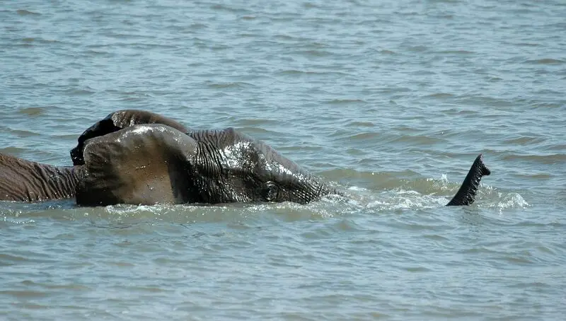 Swimming Elephant