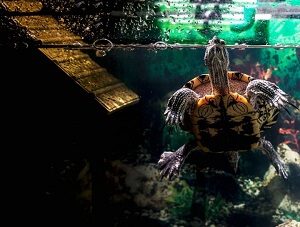 Swimming Turtle