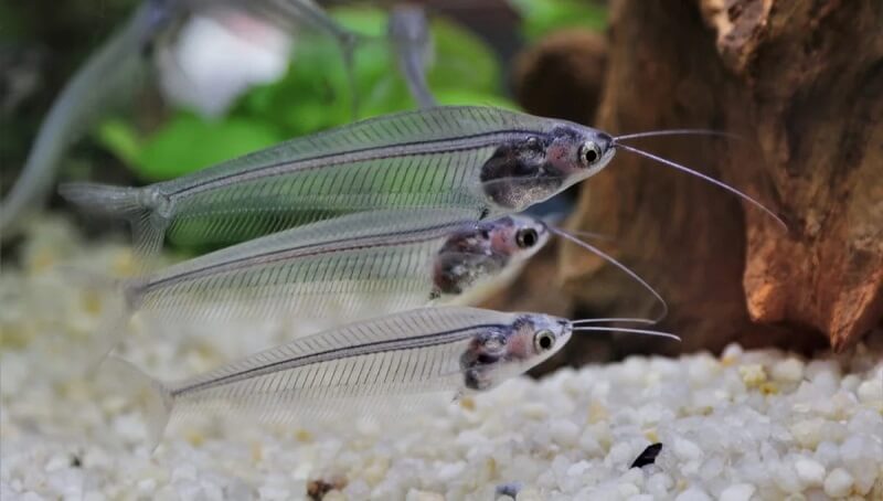 Types of Transparent Fish 2 Transparent Fish Info