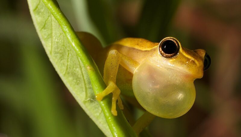 What Do Tree Frogs Eat - Petculiars