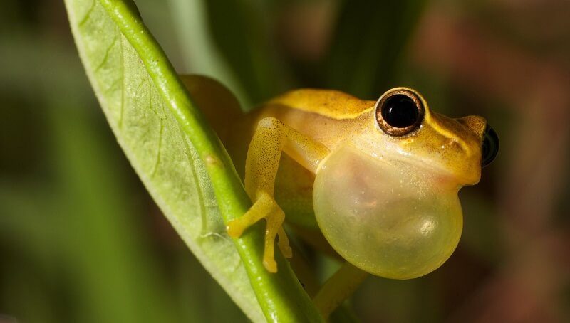 Tree Frog on Leaf