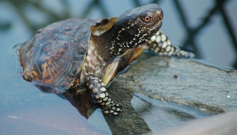 Turtle Reptile or Amphibian