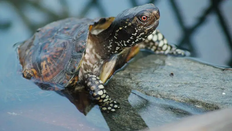 Are Turtles Reptiles or Amphibians? 3 Turtle Reptile or Amphibian