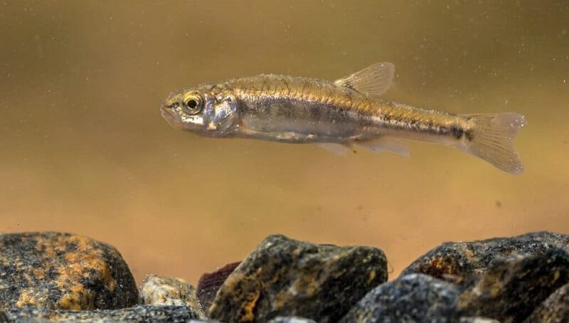 What Do Minnows Eat? 3 What Minnow Eat
