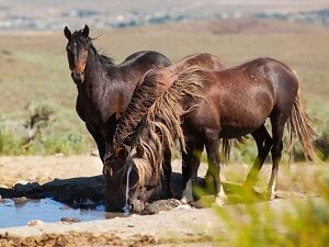 Wild Mustangs