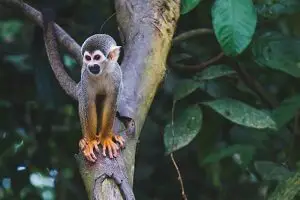 Wild Squirrel Monkey