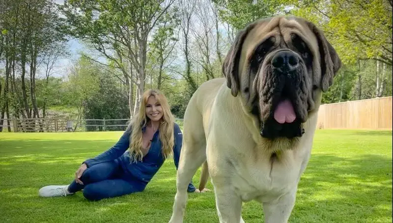 World's Biggest Dog
