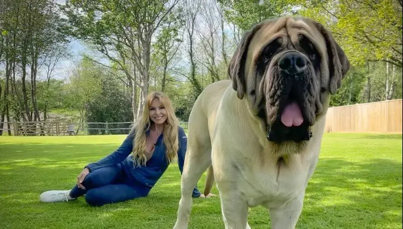 The Largest Dog in the World - What Was His Name? 4 World's Biggest Dog