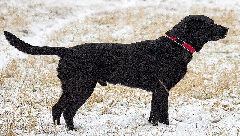 Black Rabrador Retriever as pet